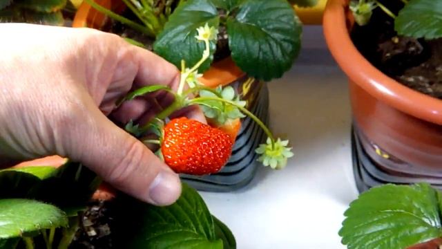Выращивание дома ремонтантная клубника земляника strawberry на окне 14.10.18. Урожай. смотреть онлайн