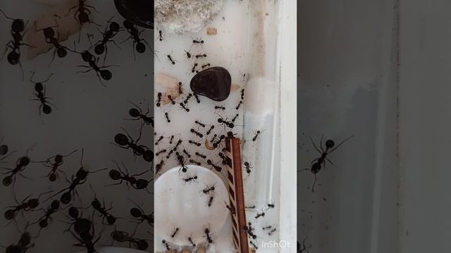 Муравей-жнец (messor Structor)