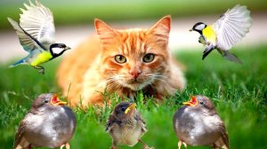 КОТ СПАС МАЛЕНЬКИХ ПТЕНЧИКОВ