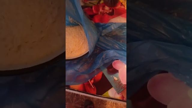 Грибной пирог смотреть онлайн