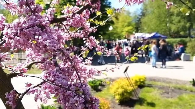 Церцис в полном цвету смотреть онлайн