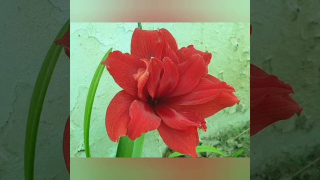 Amaryllis ( Hippeastrum).2022 COVER. Part: 10. смотреть онлайн