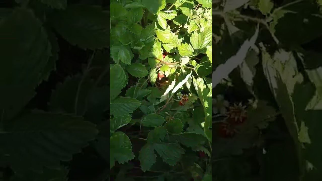 Земляника для внучат смотреть онлайн