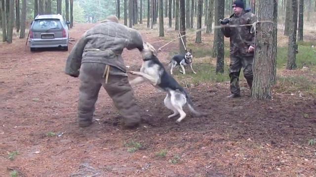 Хельхаус Аризона дрессировка с Сергеем Онупко в Твери, подход молодого фигуранта... смотреть онлайн