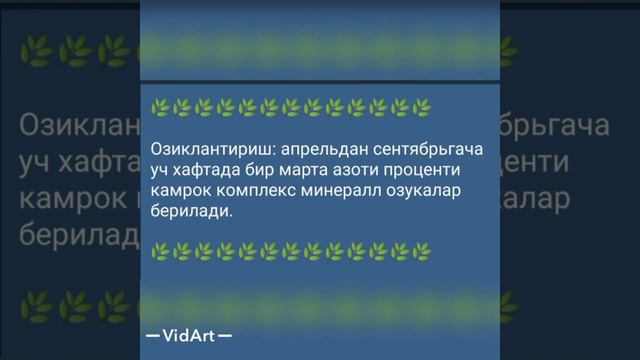 Pedilantus guli. Педилантус. смотреть онлайн