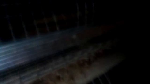 Перепела забой 2 смотреть онлайн