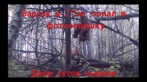 огромный барсук на 25кг. толпа енотовидных собак и лисица попались в ловушку