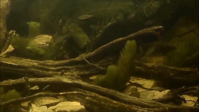 Top 10 aquarium of Biotop Aquarium Design Contest 2017. смотреть онлайн