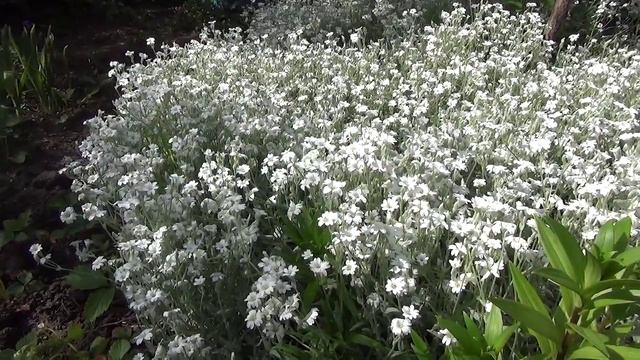 Цветёт ясколка.