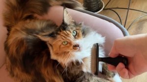 Кошка неравнодушна к косметике