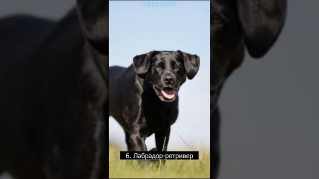 10 самых популярных пород собак #shorts #dog #funny смотреть онлайн