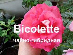 Чайно-гибридная роза Bicolette и флорибунда Pomponella