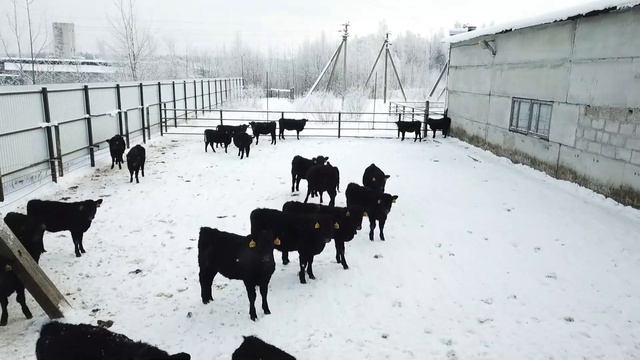 Ферма "Спутник-Агро" смотреть онлайн