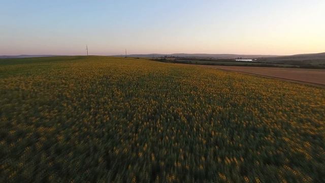 Подсолнухи в Гостагаевской смотреть онлайн