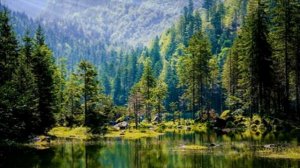 Звуки Природы/Звуки Летнего Вечера В Лесу/Пение Соловья/Летний Вечер В Лесу/Звуки Для Медитации.