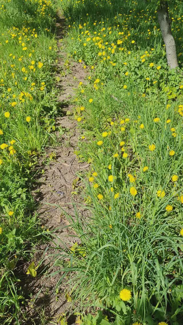 Одуванчики в траве