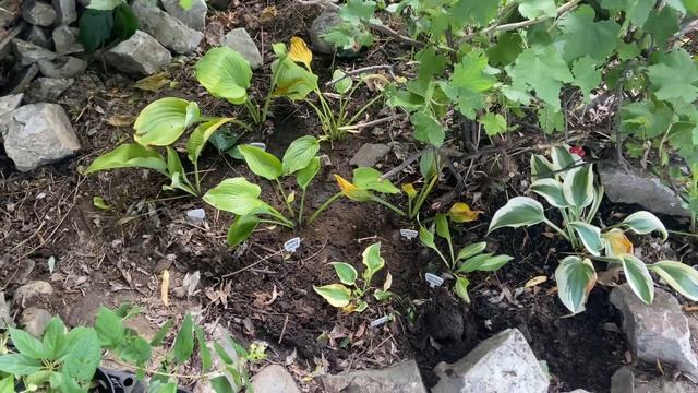 27 августа 2022 г. Сад хост в Бийске. Hosta garden tour смотреть онлайн