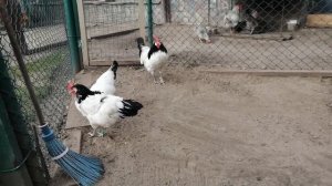 ЛАКЕНФЕЛЬДЕР это  яйценосная или декоративная порода кур?