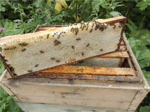 какую выбрать породу пчел, чтобы мед хорошо носила