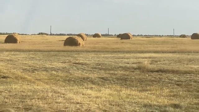 Закатал ЛУЖОК! Сенозаготовка 2021. Вывоз рулонов с луга!! смотреть онлайн