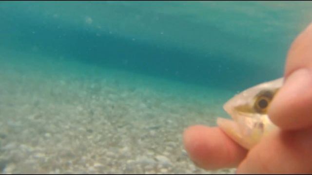 Light Rock Fishing/Ultra Light 11.08.2017/ Kuzu Avı смотреть онлайн