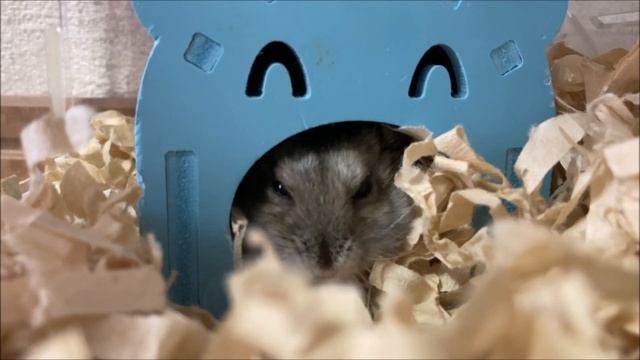 [Jan] This Is How Your Hamster Eats Foods Everyday смотреть онлайн