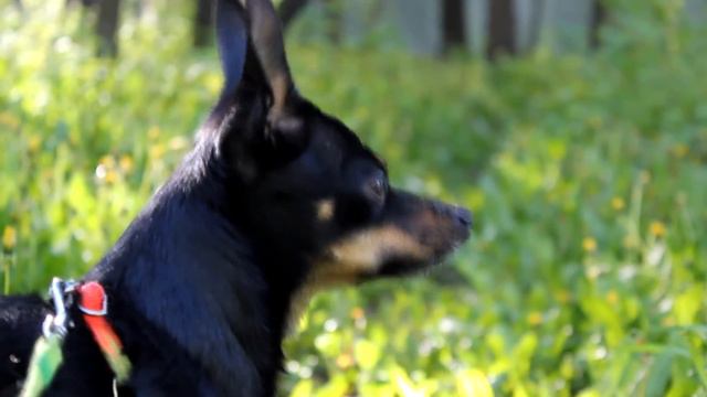 Удивительный мир, красивое утро смотреть онлайн