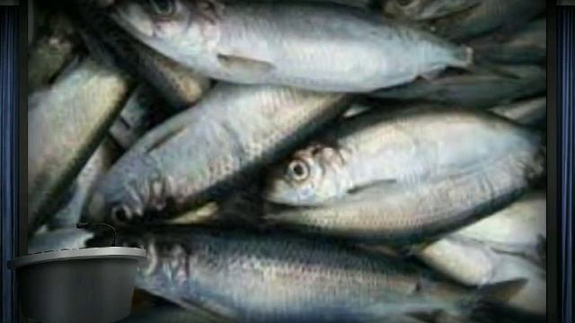 Oligoelementos смотреть онлайн