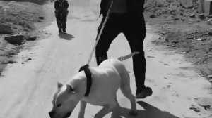 ГИЕНА VS АРГЕНТИНСКИЙ ДОГ