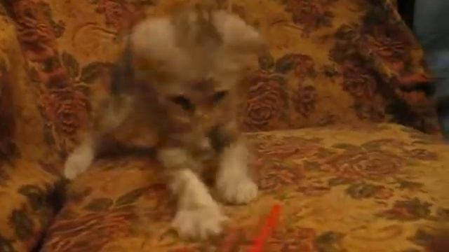 Наш британский мраморный котик смотреть онлайн