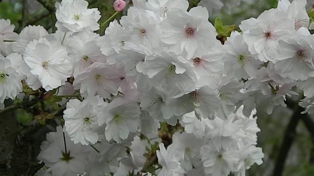 Prunus serrulata Hoju Zakura смотреть онлайн