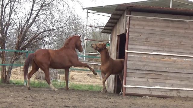 Стабунивание жеребенка  Донской жеребенок Бориска и донской мерин Гелий  14 04 19