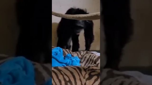 Самка шимпанзе не знала, что её детёныш выжил. Реакция матери на шевеление ручки детёныша ? смотреть онлайн
