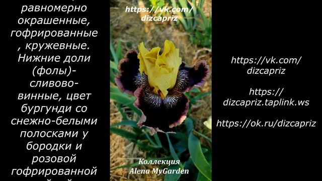 ИРИС INDULGENCE #ирисы #клематисы #лилейники смотреть онлайн