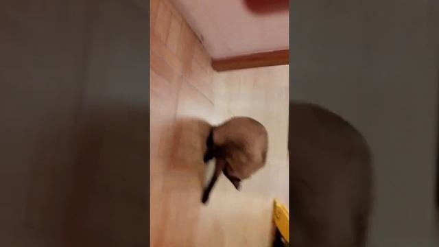 Кот поймал крысу смотреть онлайн