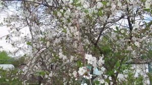 Как растворить мел для подкормки вишни кальцием чтобы завязалось много плодов #вишня#сад