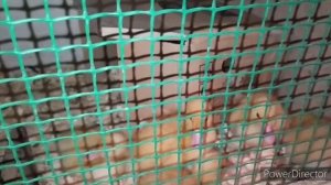 утки. Содержание маленьких утят. первый день. Что сделали для утят. пять маленьких утят. птица.