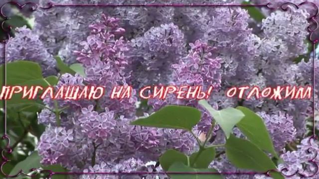 Сирень для любимой смотреть онлайн