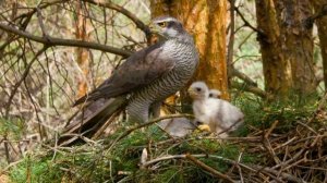 Голос ястреба-тетеревятника ??