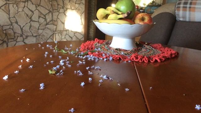 Лепестки незабудок на столе. смотреть онлайн