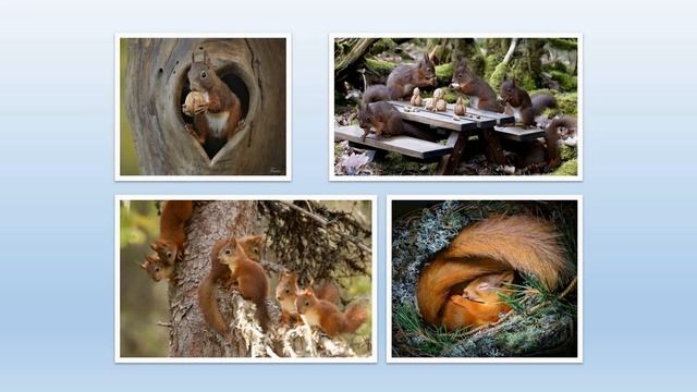 Текст. Тема 1. Основная мысль, заглавие текста, структура текста смотреть онлайн