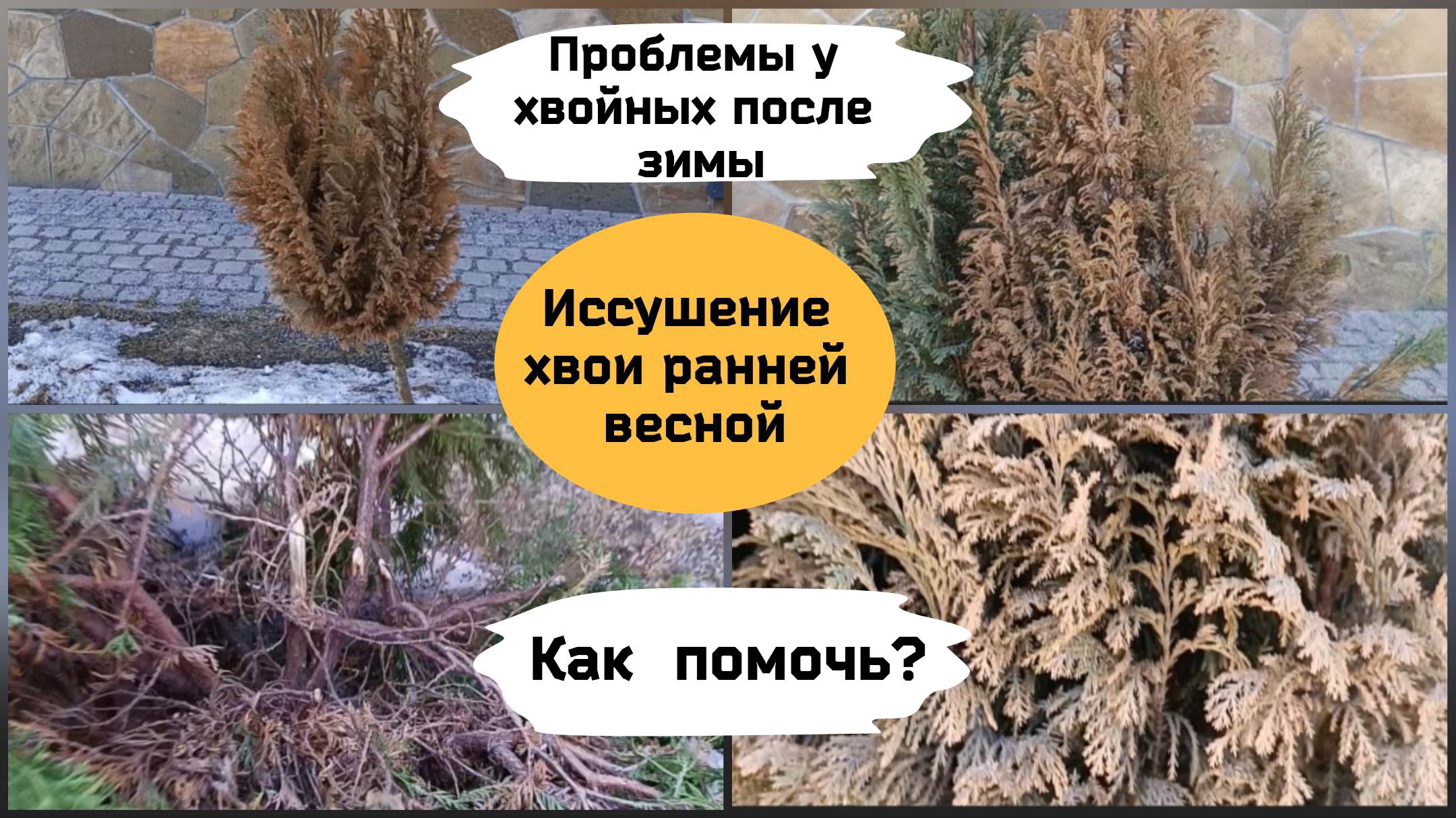 Проблемы у хвойных после зимы. Иссушение кроны ранней весной. Как помочь? смотреть онлайн