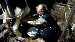 Ручная дойка коровы, которая не хочет стоять.. Корова псих!