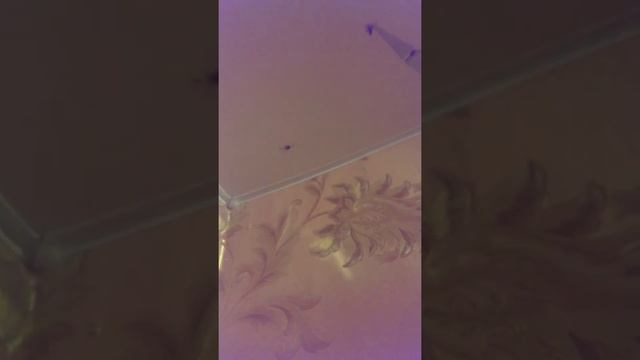 Домашний паук ест мух с руки смотреть онлайн