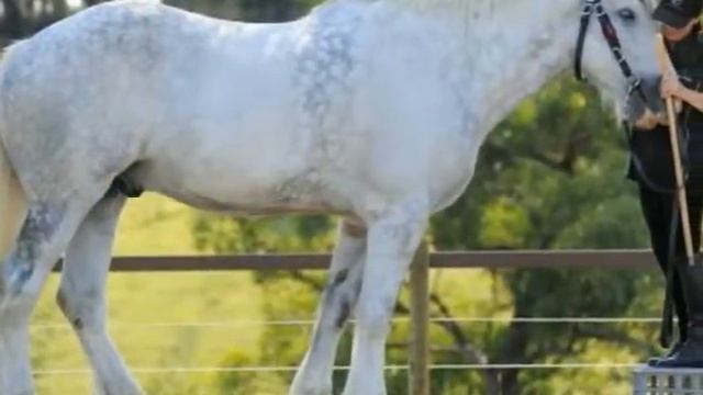 самый большой в мире конь смотреть онлайн