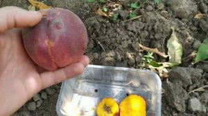 нектарин Биг Топ