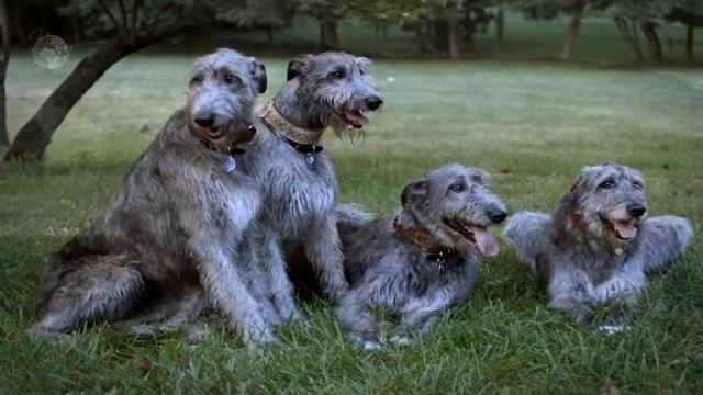 ТОП Самые большие собаки в мире. ГИГАНТЫ. Видео про собак. Самые большие животные в мире смотреть онлайн