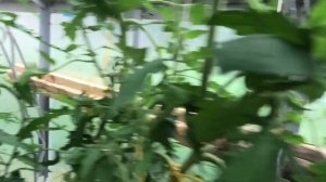 ? Томат ЮЖНЫЙ ЗАГАР | Отличный вкус | Позднеспелый | Любит солнышко