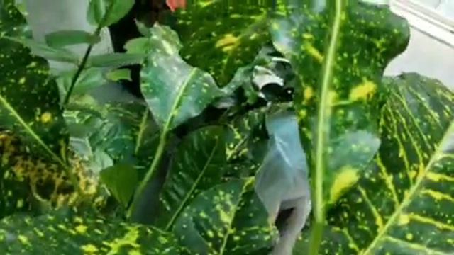 Croton Plant :- Part 2 || How to take care of your Croton || Care of Croton || Croton Growth смотреть онлайн