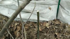 Обрезка инжира весной на севере Московской области